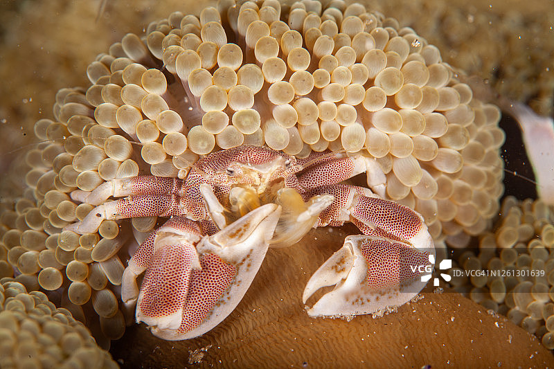 瓷蟹，寄居蟹，水下图片素材