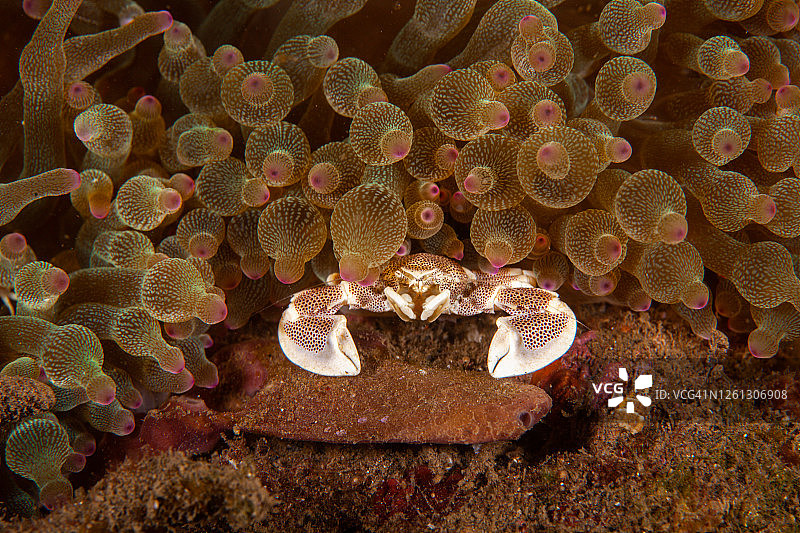瓷蟹，寄居蟹，水下图片素材