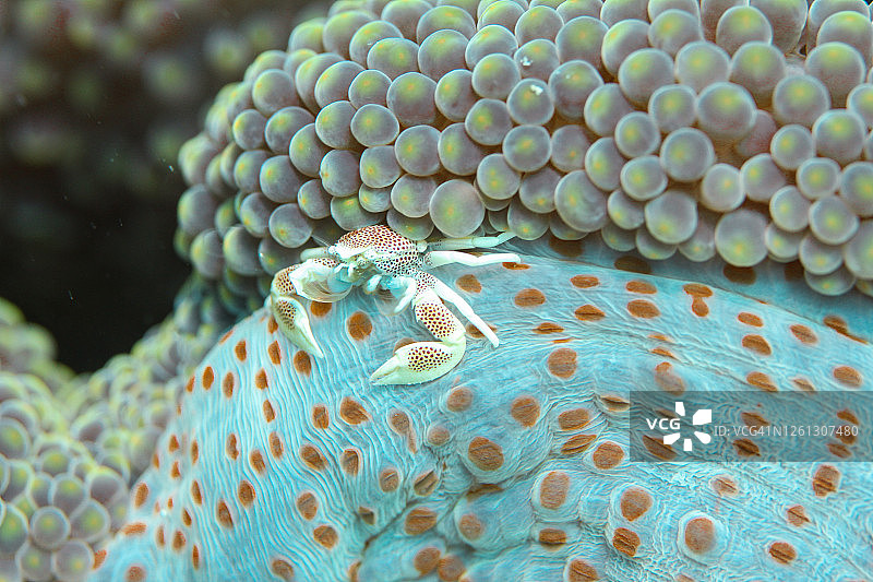 瓷蟹，寄居蟹，水下图片素材