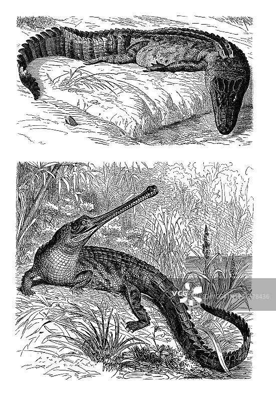 鳄鱼和食鱼鳄的古老雕刻插图，爬行动物，鳄鱼图片素材