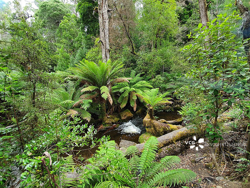 塔斯马尼亚州郁郁葱葱的绿色蕨类森林中的小溪图片素材