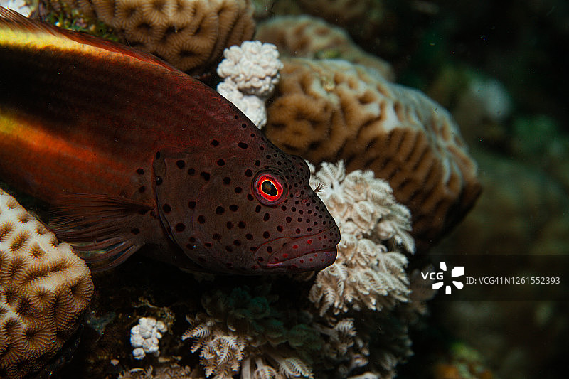 热带鱼，海洋生物图片素材