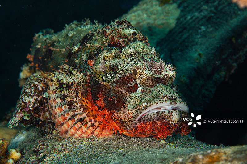 热带鱼，海洋生物图片素材