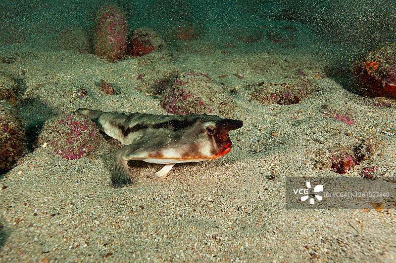 热带鱼，海洋生物图片素材