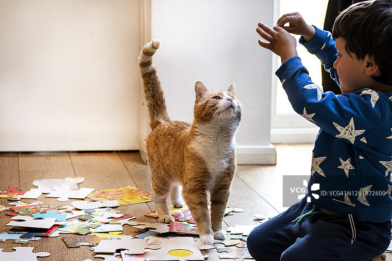 在室内和姜黄色虎斑猫玩耍的幼儿图片素材