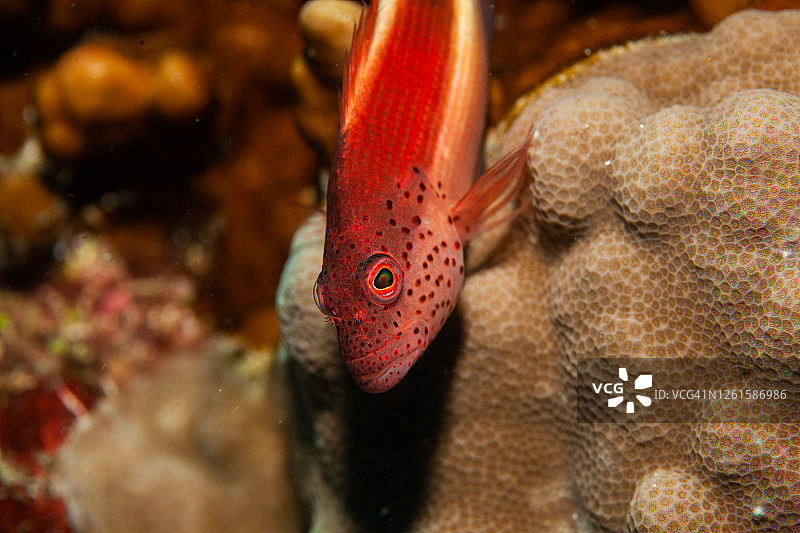 热带鱼，海洋生物图片素材