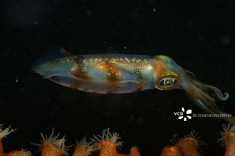 热带鱼，海洋生物图片素材