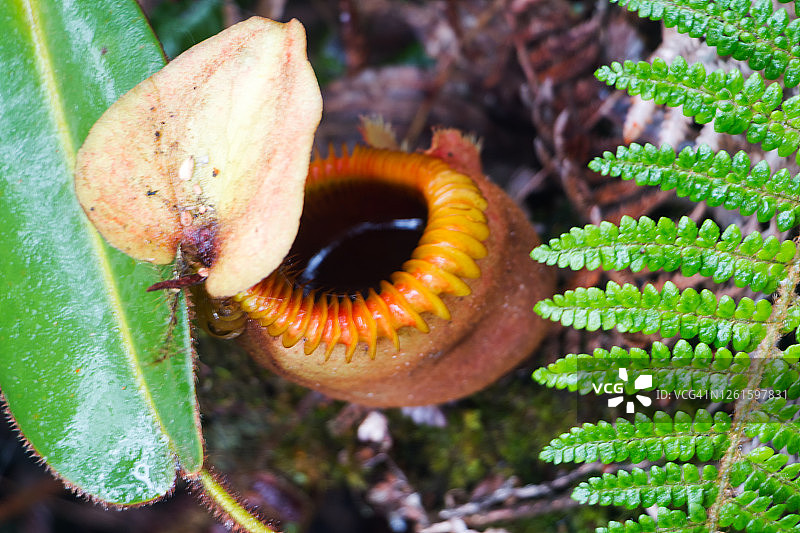 猪笼草，京那巴鲁国家公园，沙巴，婆罗洲，马来西亚图片素材