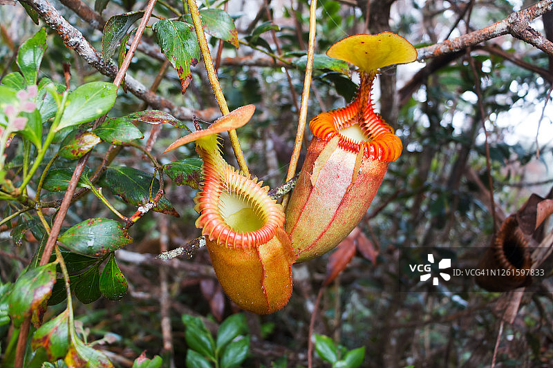 猪笼草，京那巴鲁国家公园，沙巴，婆罗洲，马来西亚图片素材