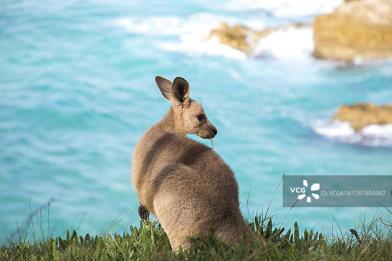 澳大利亚昆士兰州，斯特拉布罗克岛，吃草的袋鼠背影图片素材
