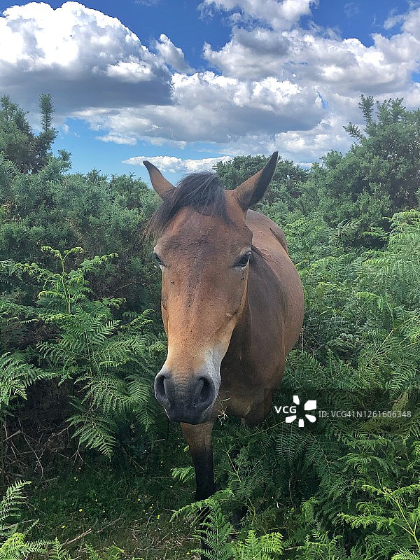 英国汉普郡新森林的小马图片素材