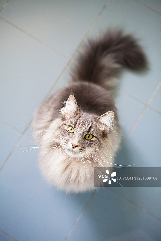 蓝色背景上的蓬松灰猫高角度照片图片素材