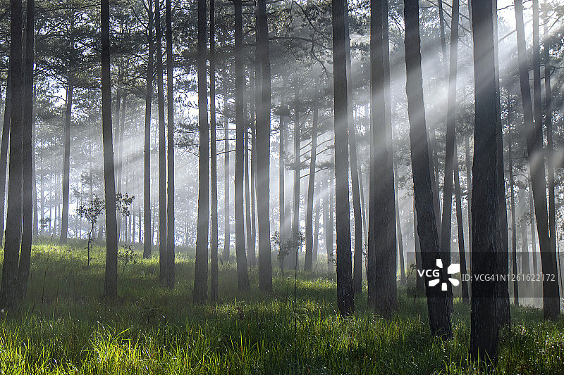 晨曦中的松树林图片素材