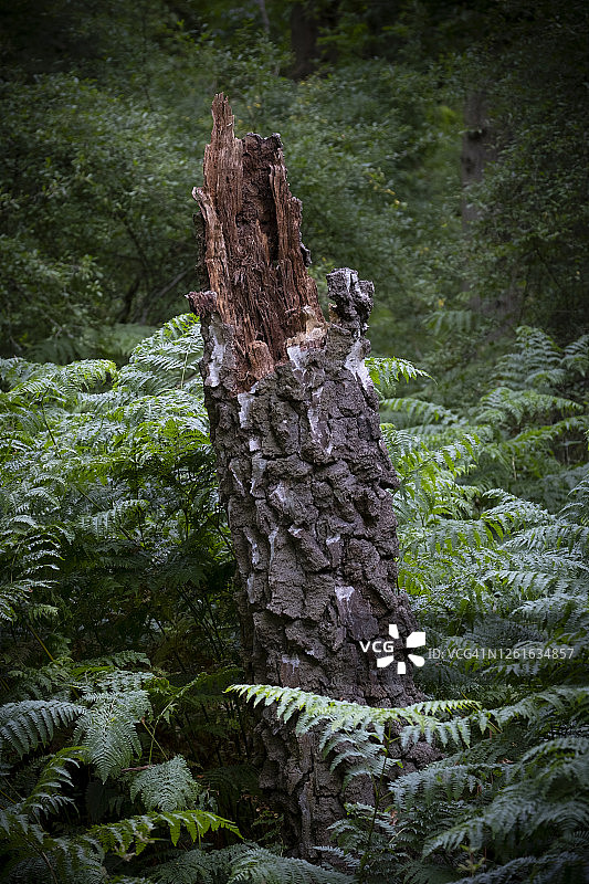 英国森林中折断的树干图片素材