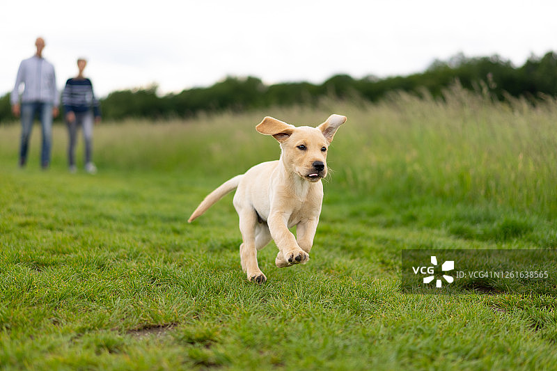 在乡村景观中享受散步的年轻拉布拉多犬图片素材