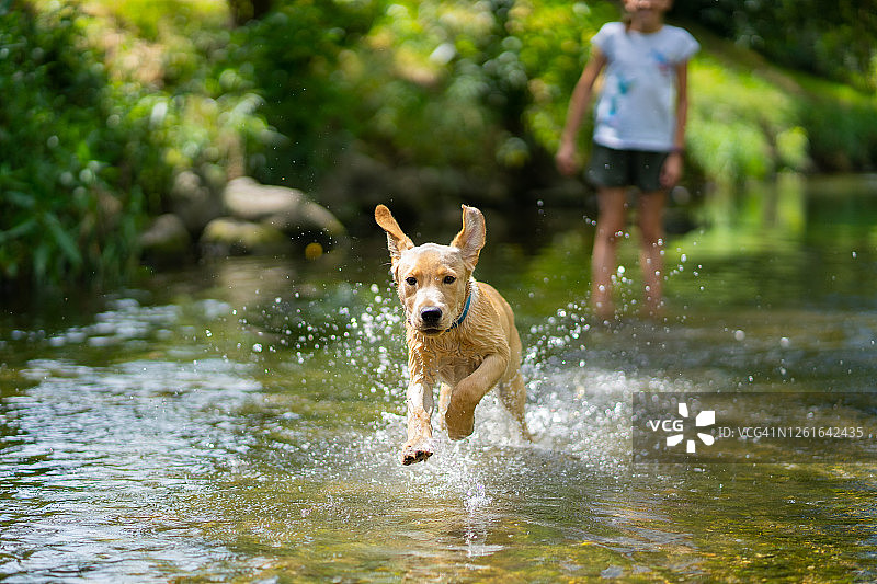 狗穿过河流直接冲向镜头图片素材