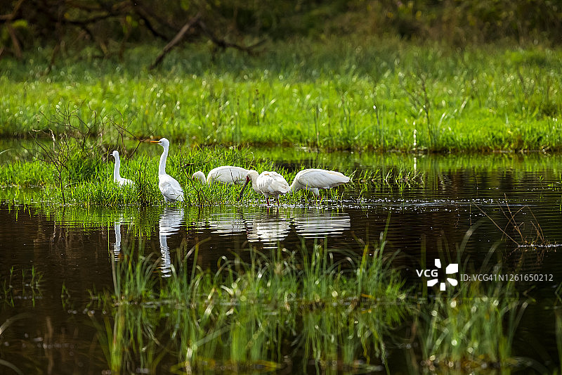 白琵鹭与大白鹭在水中捕食图片素材