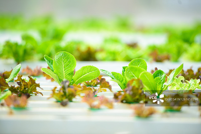 有机蔬菜叶子：绿色农业经济产业概念图片素材