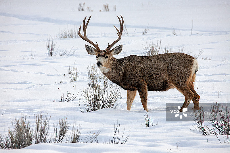 冬季的骡鹿图片素材