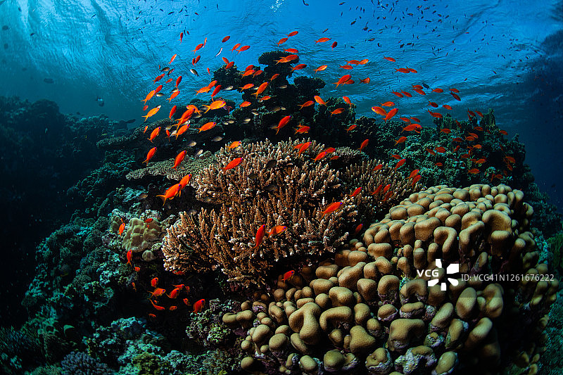 热带鱼群图片素材