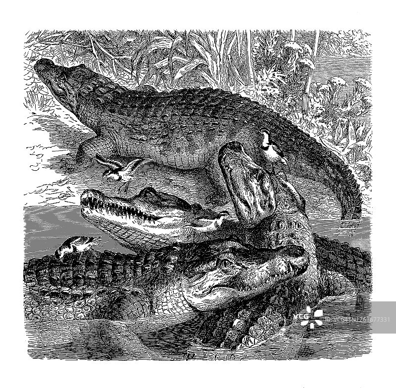 尼罗鳄（鳄鱼）的老式雕刻插图图片素材