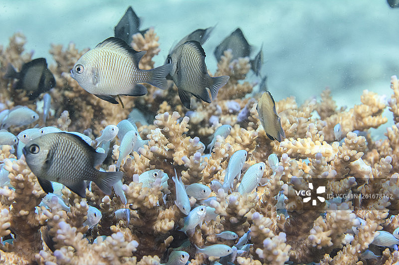 热带鱼群图片素材