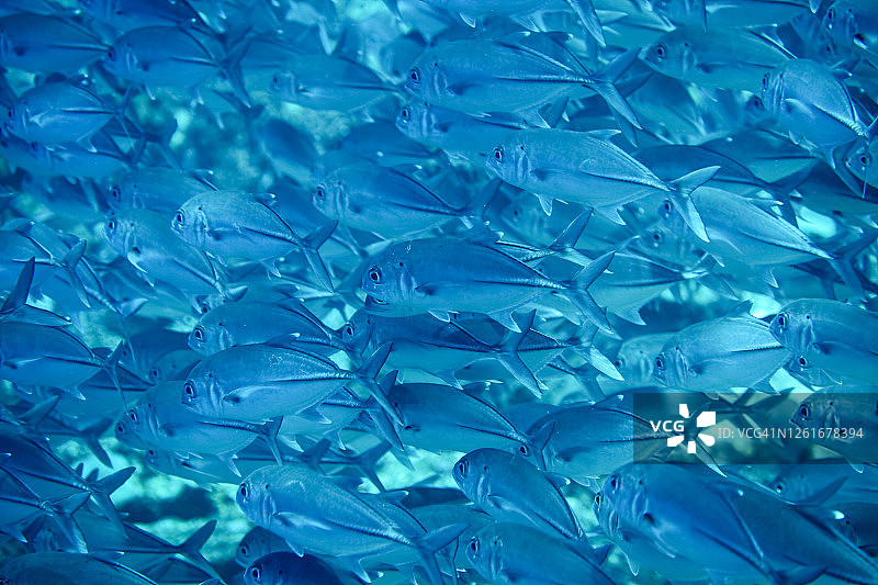 热带鱼群图片素材