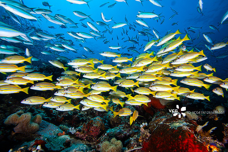 热带鱼群图片素材