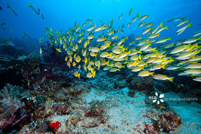 热带鱼群图片素材