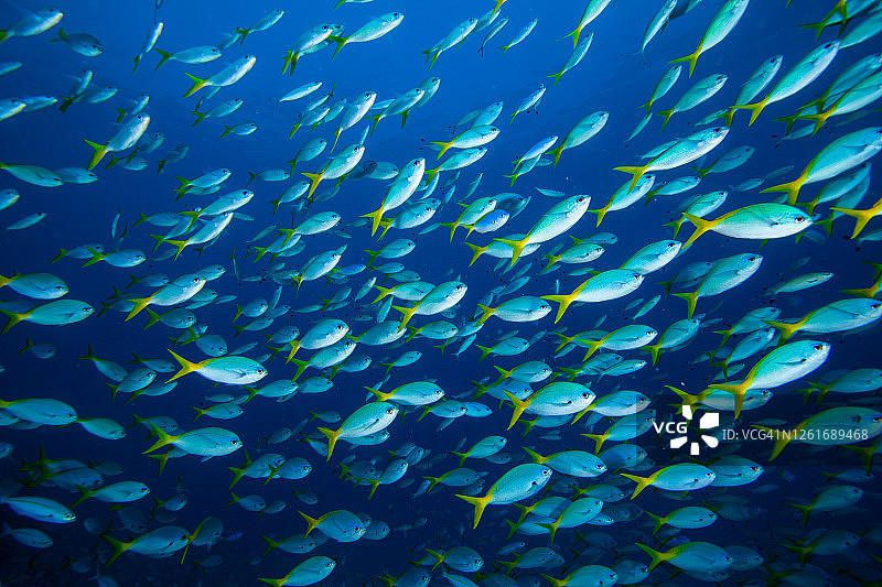 热带鱼群图片素材