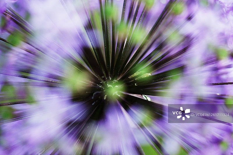 葱属植物花朵特写图片素材