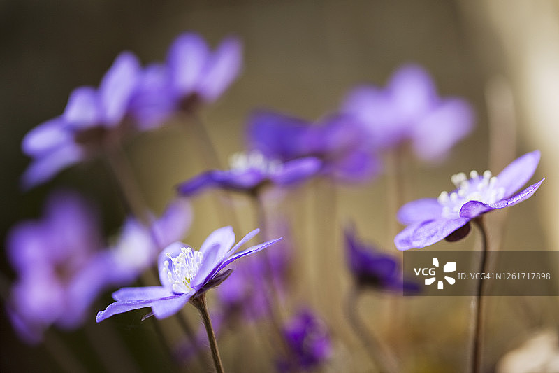 盛开的獐耳细辛特写图片素材