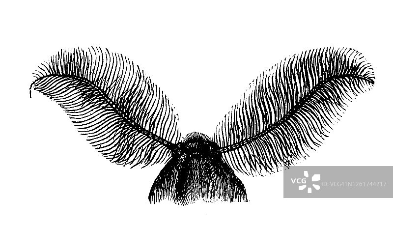 阿特拉斯蛾，夜行动物的古老雕刻插图图片素材