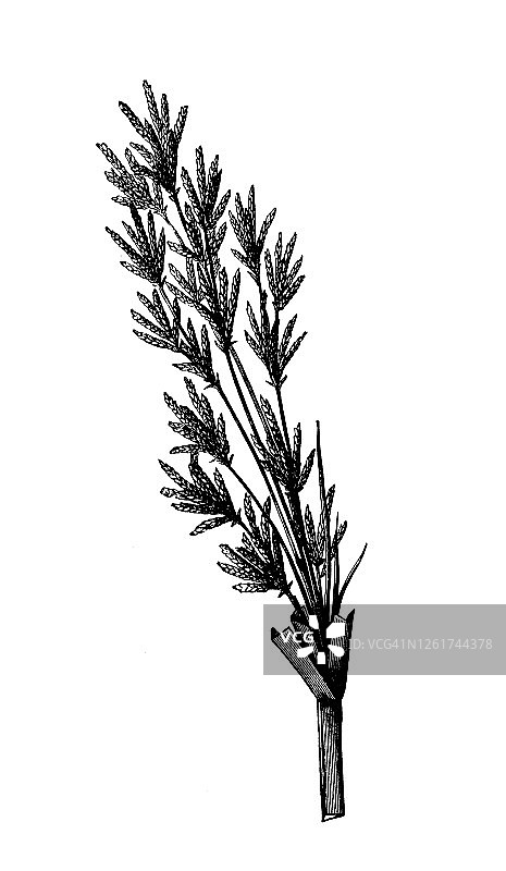 欧洲老式雕刻香附子观赏草插图图片素材