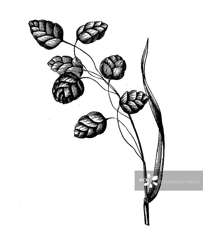 大金发草观赏草古老雕刻插图图片素材