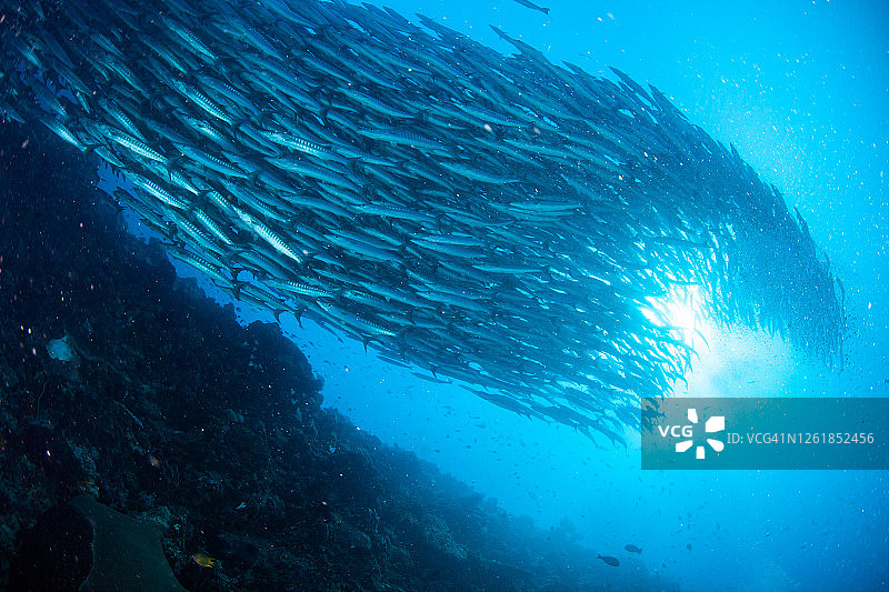 热带鱼群图片素材