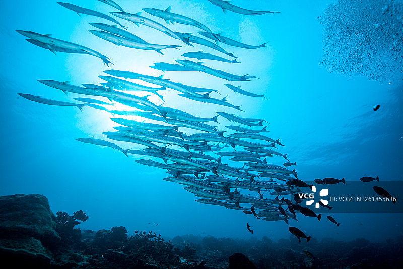 热带鱼群图片素材