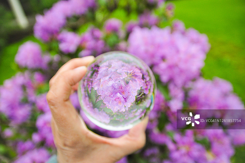 手持水晶球拍摄花园杜鹃花图片素材
