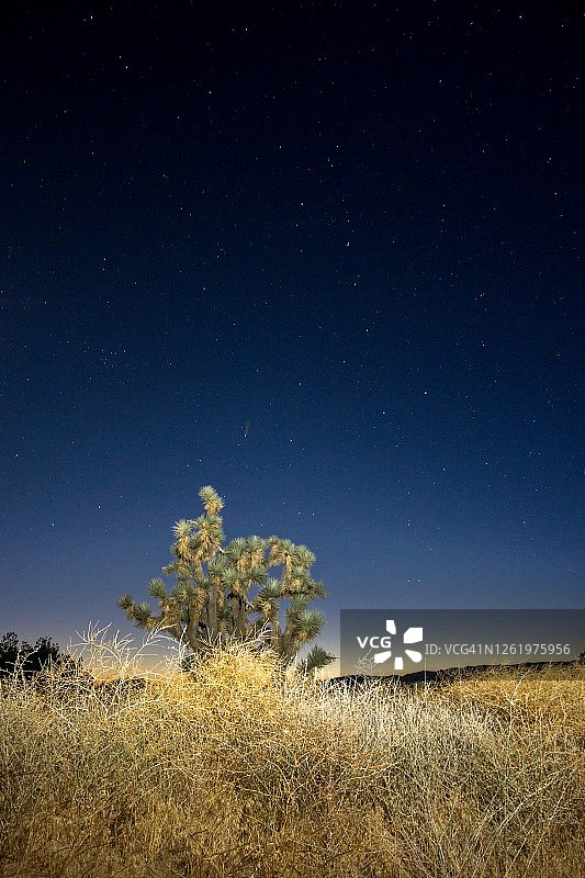 约书亚树上空的NEOWISE彗星图片素材