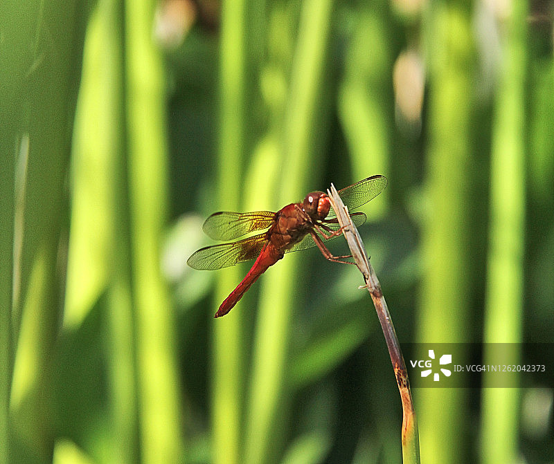 焰火蜻蜓图片素材