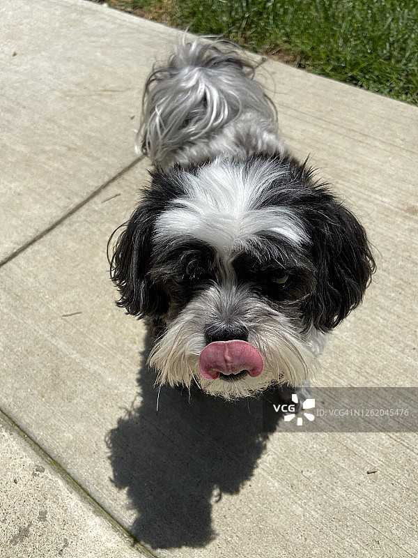 吐着舌头的西施犬图片素材