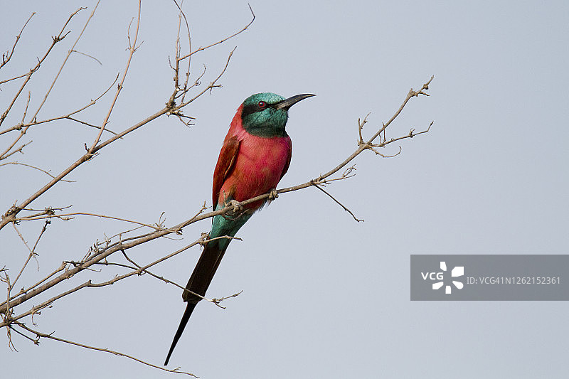 北部朱红蜂虎图片素材