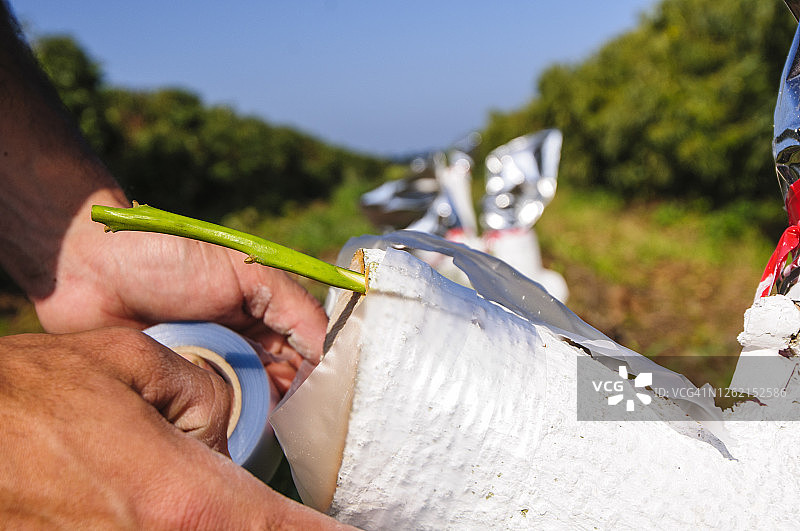 鳄梨种植园嫁接图片素材