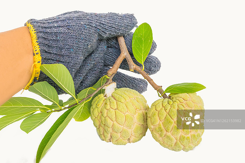 戴手套的手摘白色背景下的成熟番荔枝图片素材