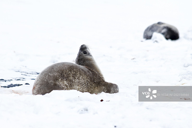 威德尔海豹图片素材