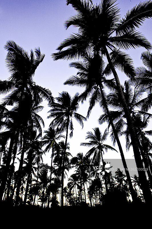 科摩罗安茹昂岛椰子树图片素材