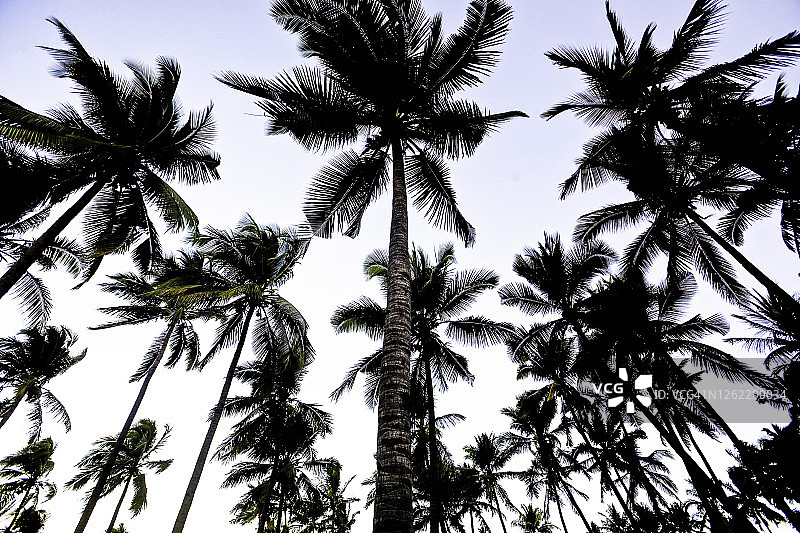 科摩罗安茹昂岛椰子树图片素材