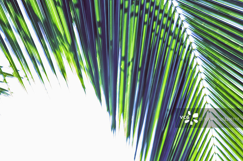 科摩罗昂儒昂岛椰子叶图片素材