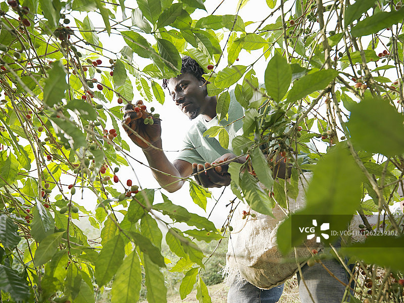 男子在牙买加蓝山咖啡农场采摘咖啡浆果图片素材