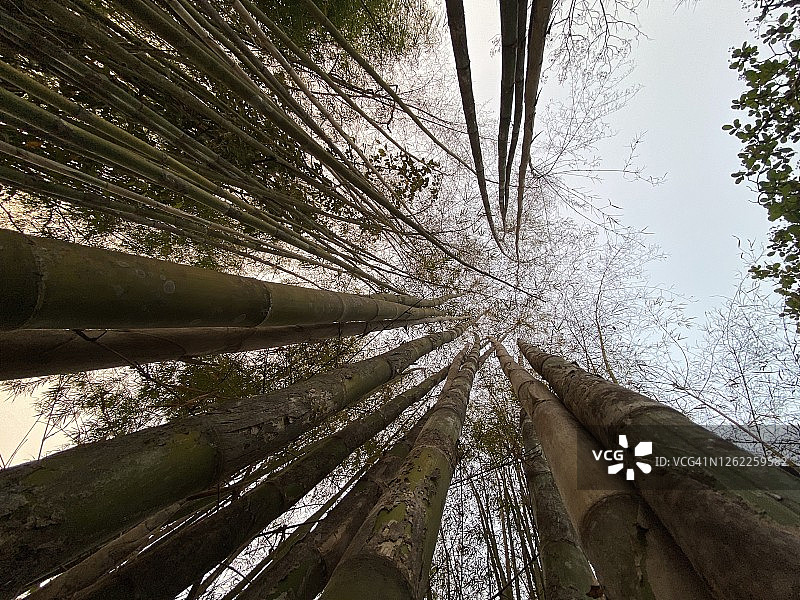 热带竹树图片素材